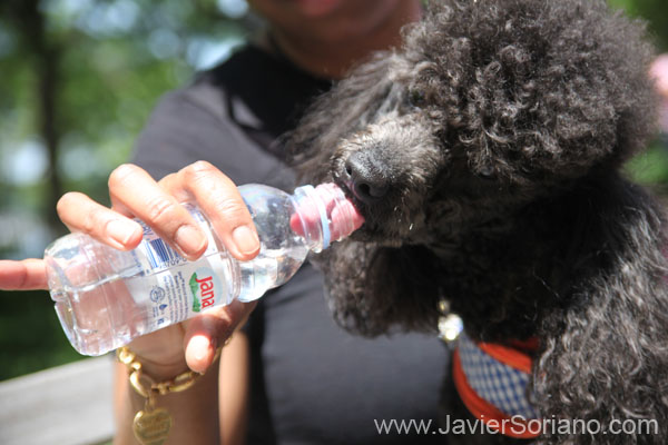 AIDS-WALK-new-york-2010-m