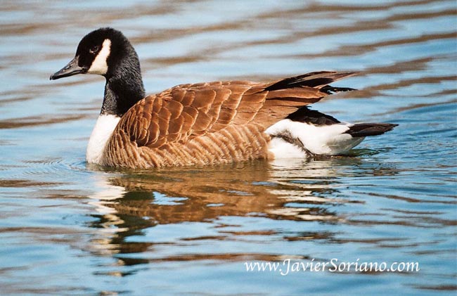 Javier Soriano: A tribute to the geese at Tupper's Gala