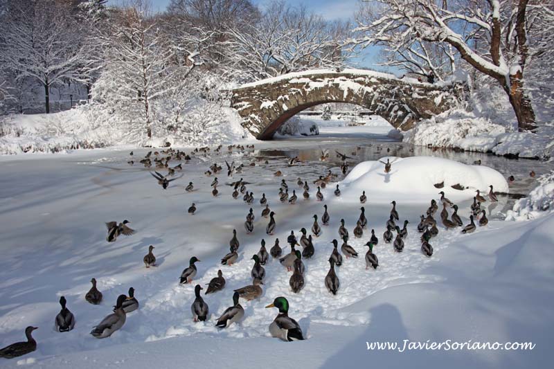 Javier Soriano: Central Park. New York City. Winter season.