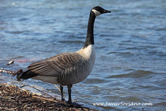 Javier Soriano: Canada geese in Prospect Park. Brooklyn, New York City.