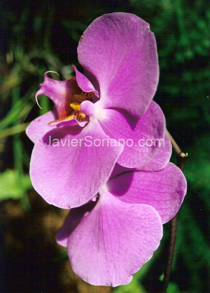 JavierSoriano.com-flower2