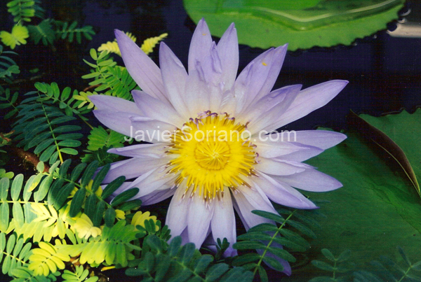 JavierSoriano.com-flower3