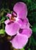 JavierSoriano.com-flower2