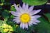 JavierSoriano.com-flower3